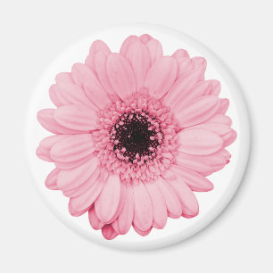 Imán rosa giratorio con flor gerbera hermosa