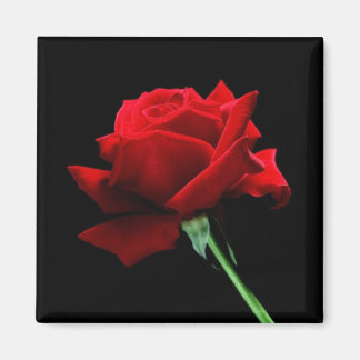 Imán Rosa glamuroso