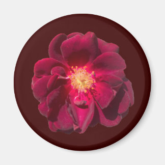 IMÁN ROSA H