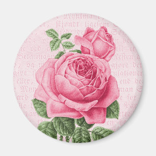Imán Rosa hermoso del vintage subió