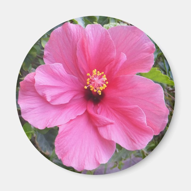 Imán rosa Hibiscus (Frente)