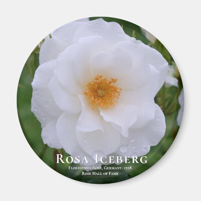Imán Rosa Iceberg (Frente)