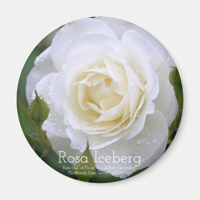 Imán Rosa Iceberg：Round Magnet (Frente)