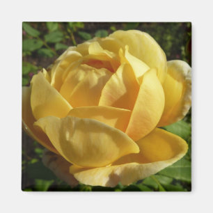 Imán Rosa inglés amarillo