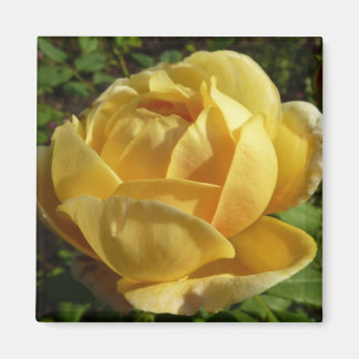 Imán Rosa inglés amarillo