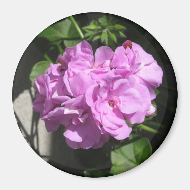 Imán Rosa Ivy Geranium (Frente)