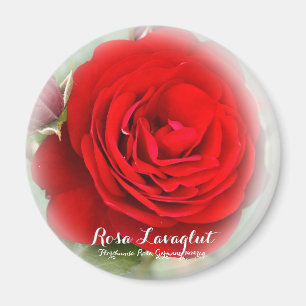 Imán Rosa Lavaglut