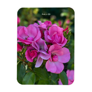Imán Rosa Lavanda Rosa