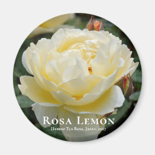 Imán Rosa Lemon