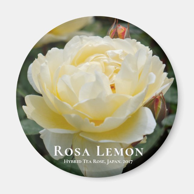 Imán Rosa Lemon (Frente)