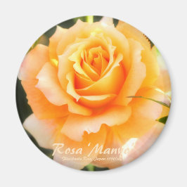 Imán Rosa ‘Manyo’：Round Magnet