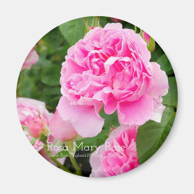 Imán Rosa Mary Rosa [imán redondo] (Frente)