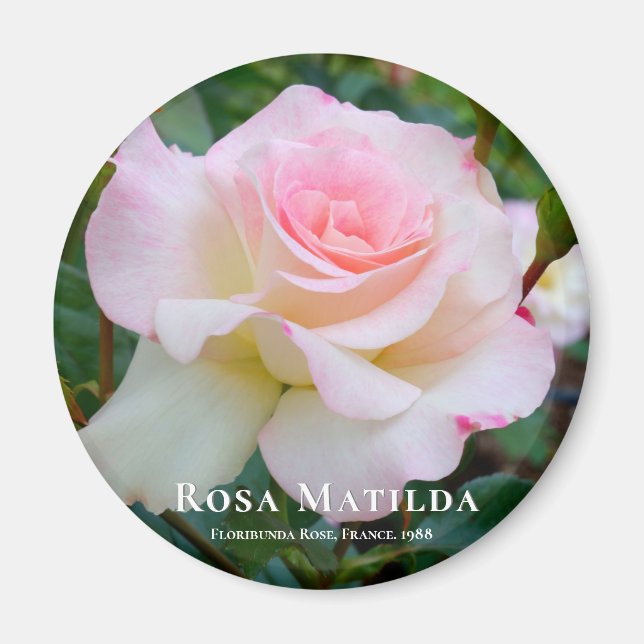 Imán Rosa Matilda (Frente)
