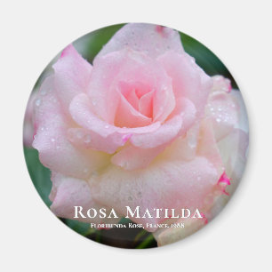 Imán Rosa Matilda