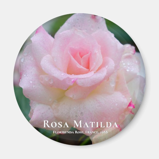 Imán Rosa Matilda (Frente)