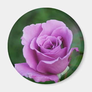 Imán Rosa morado