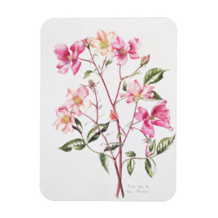 Imán Rosa "Mutabilis" 1996