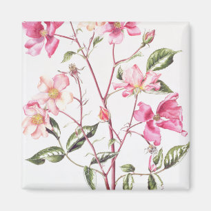 Imán Rosa 'Mutabilis' 1996