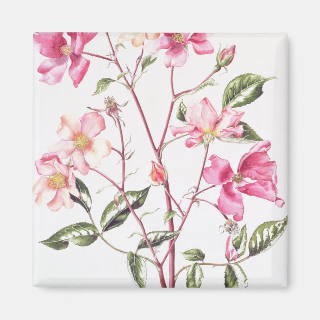 Imán Rosa 'Mutabilis' 1996 (Frente)