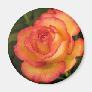 Imán Rosa naranja