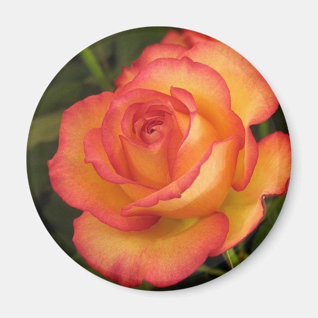 Imán Rosa naranja (Frente)