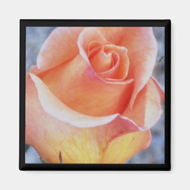 imán rosa naranja (Frente)