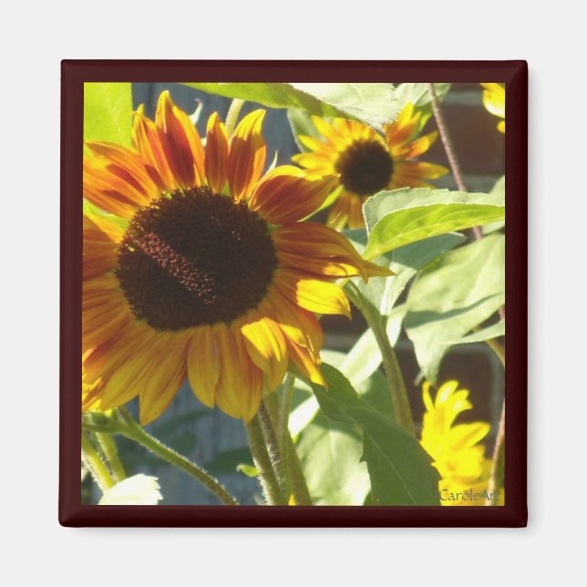 Imán Rosa naranja Girasol (Frente)