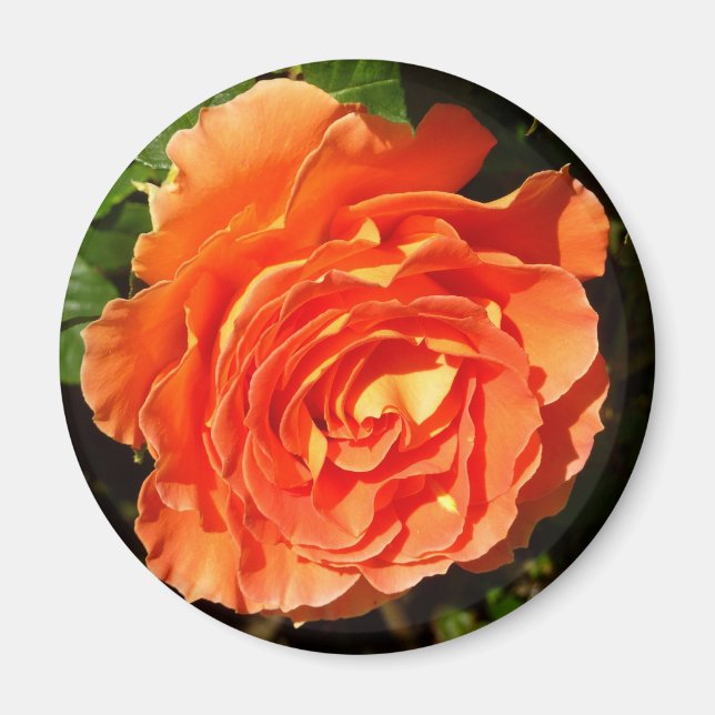 Imán Rosa naranja I Bonito Floral (Frente)