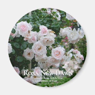 Imán Rosa New Dawn