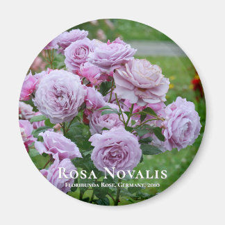 Imán Rosa Novalis