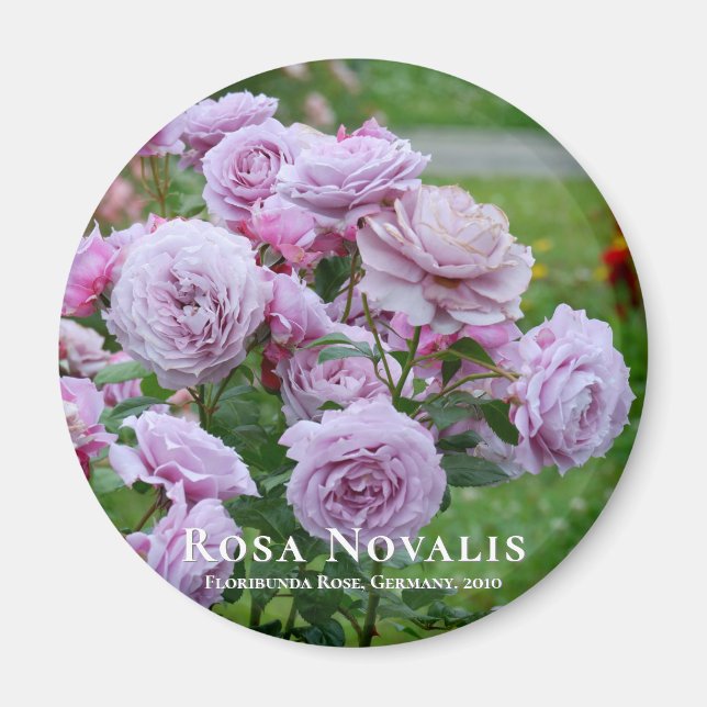 Imán Rosa Novalis (Frente)