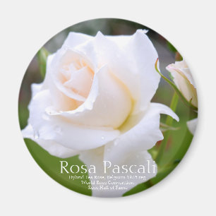 Imán Rosa Pascali [imán redondo]