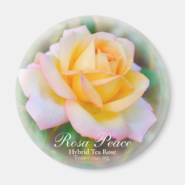 Imán Rosa Peace (Frente)