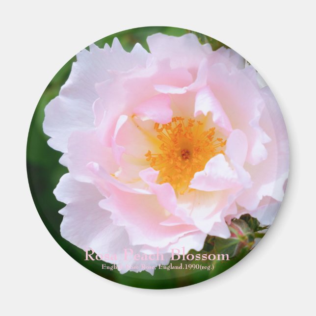 Imán Rosa Peach Blossom [imán redondo] (Frente)