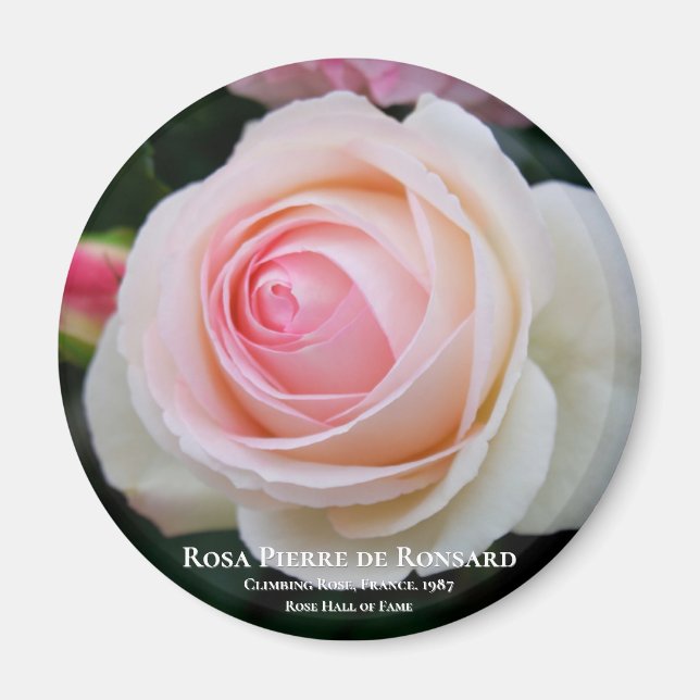 Imán Rosa Pierre de Ronsard (Frente)