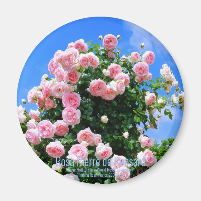 Imán Rosa Pierre de Ronsard [Redondo magnético] (Frente)