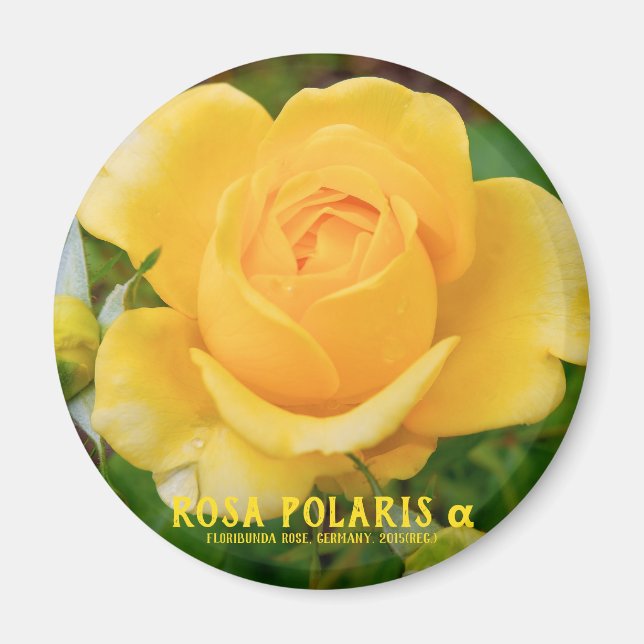 Imán Rosa Polaris α [Imán Redondo] (Frente)
