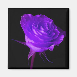 Imán rosa "Purple Glow"