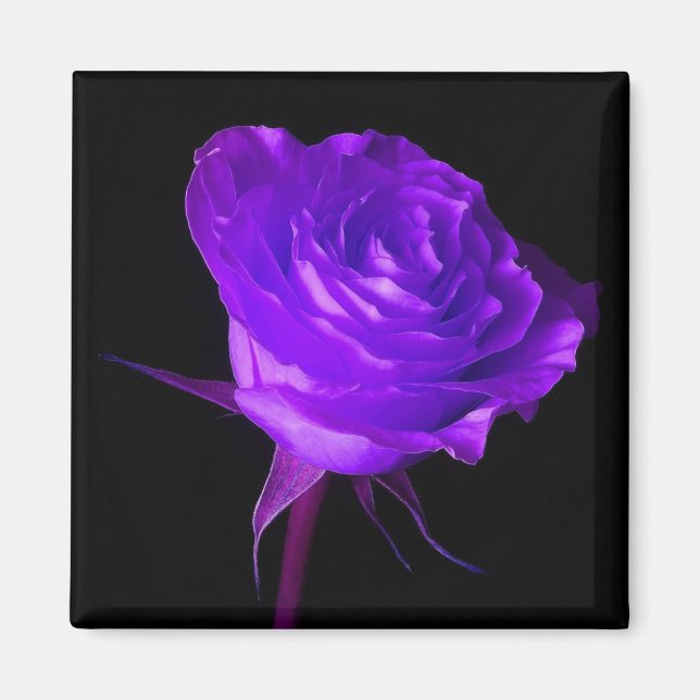 Imán rosa "Purple Glow" (Frente)