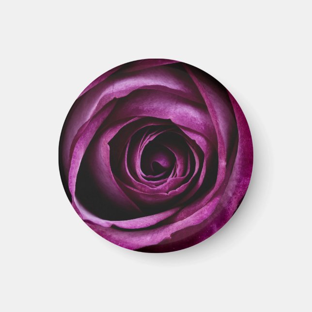 Imán Rosa Púrpura Oscura Primer Plano (Frente)