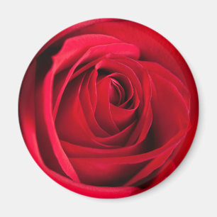 Imán Rosa Roja