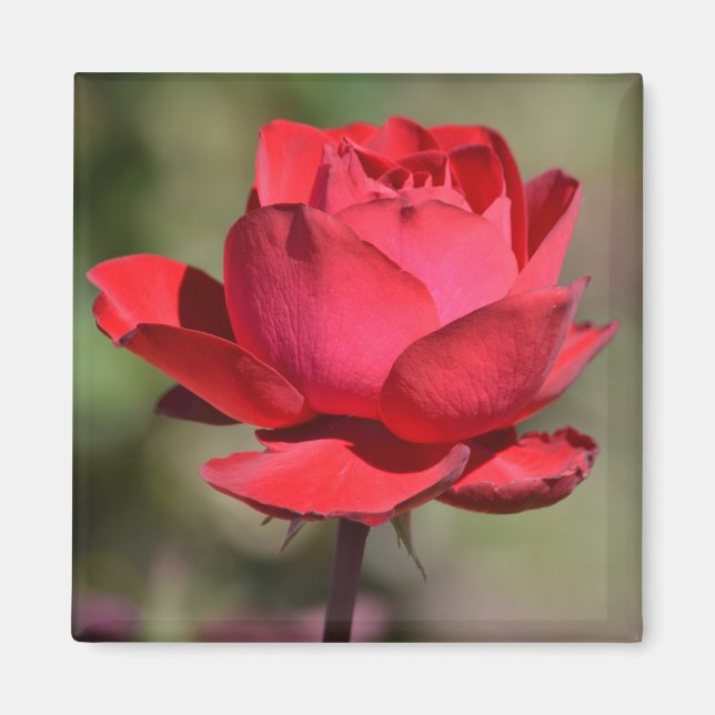 Imán Rosa Roja (Frente)