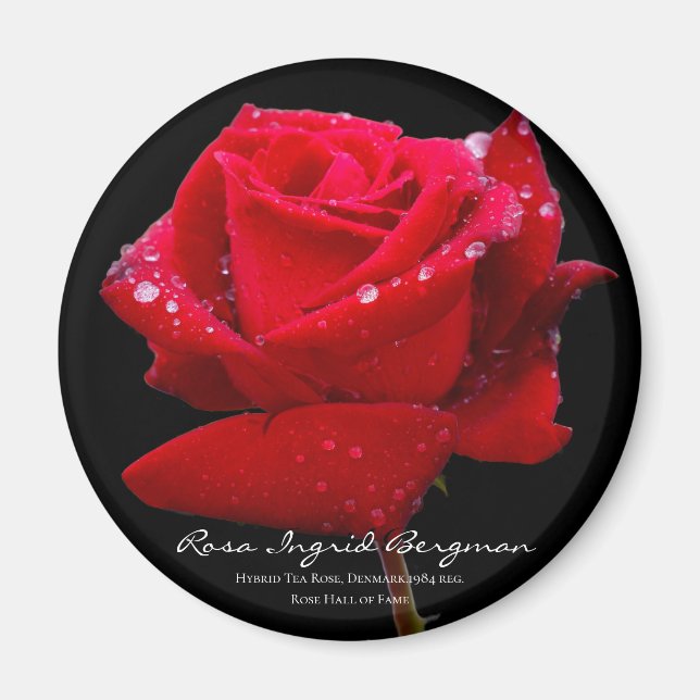 Imán Rosa Roja マ グ ネ ト (Frente)