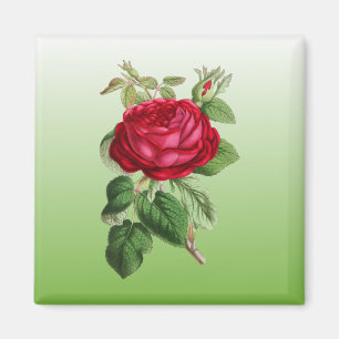 Imán Rosa roja con color degradado