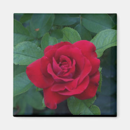 Imán Rosa Roja de Cerca