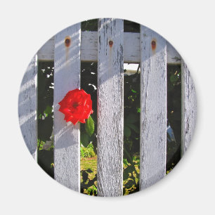 Imán Rosa roja de la valla de pichón blanco