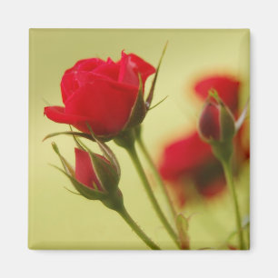 Imán Rosa roja delgada