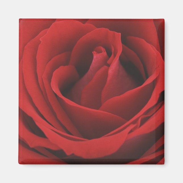 Imán Rosa Roja en flor (Frente)