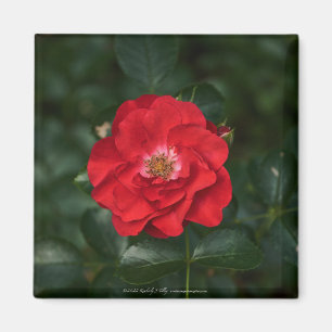 Imán Rosa roja P6568