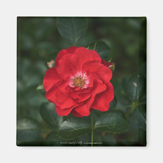 Imán Rosa roja P6568 (Frente)